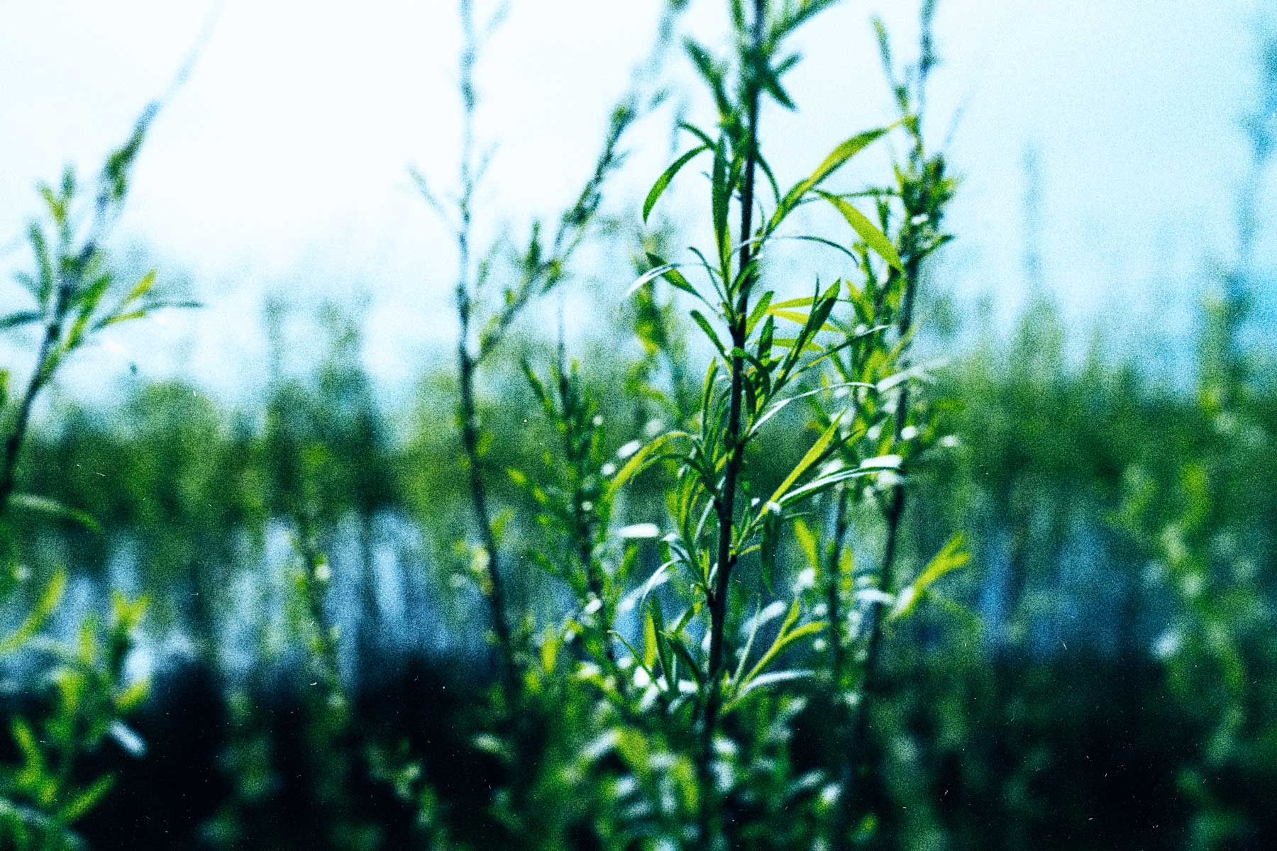 grass growing in a creek