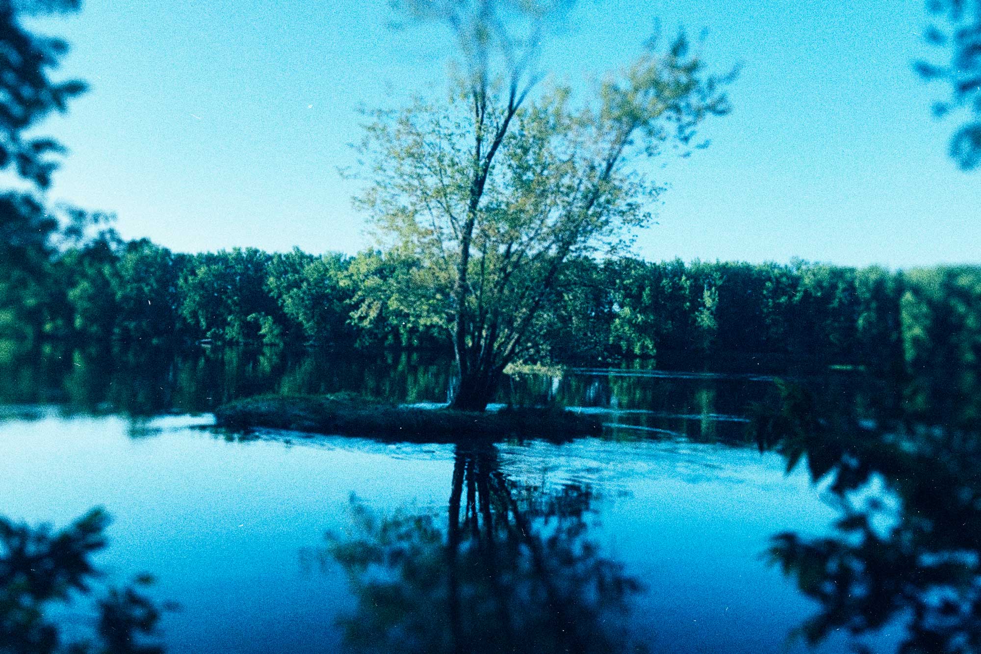 tree island in a river